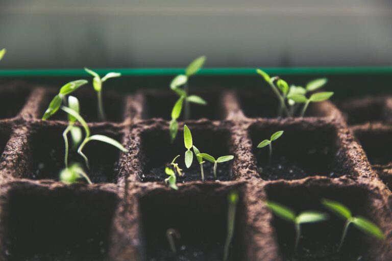 Grow Shit on Your Windowsill: A Beginner’s Guide to Apartment Gardening