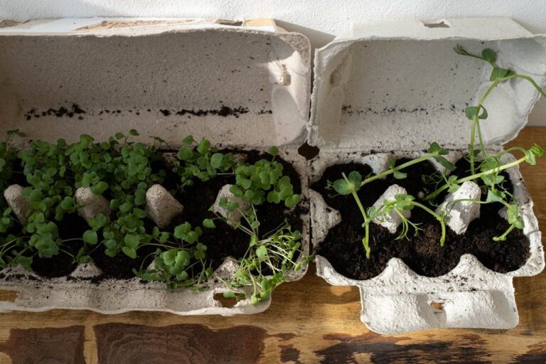Sprout Like a Weirdo: A Beginner’s Guide to Growing Your Own Food Indoors