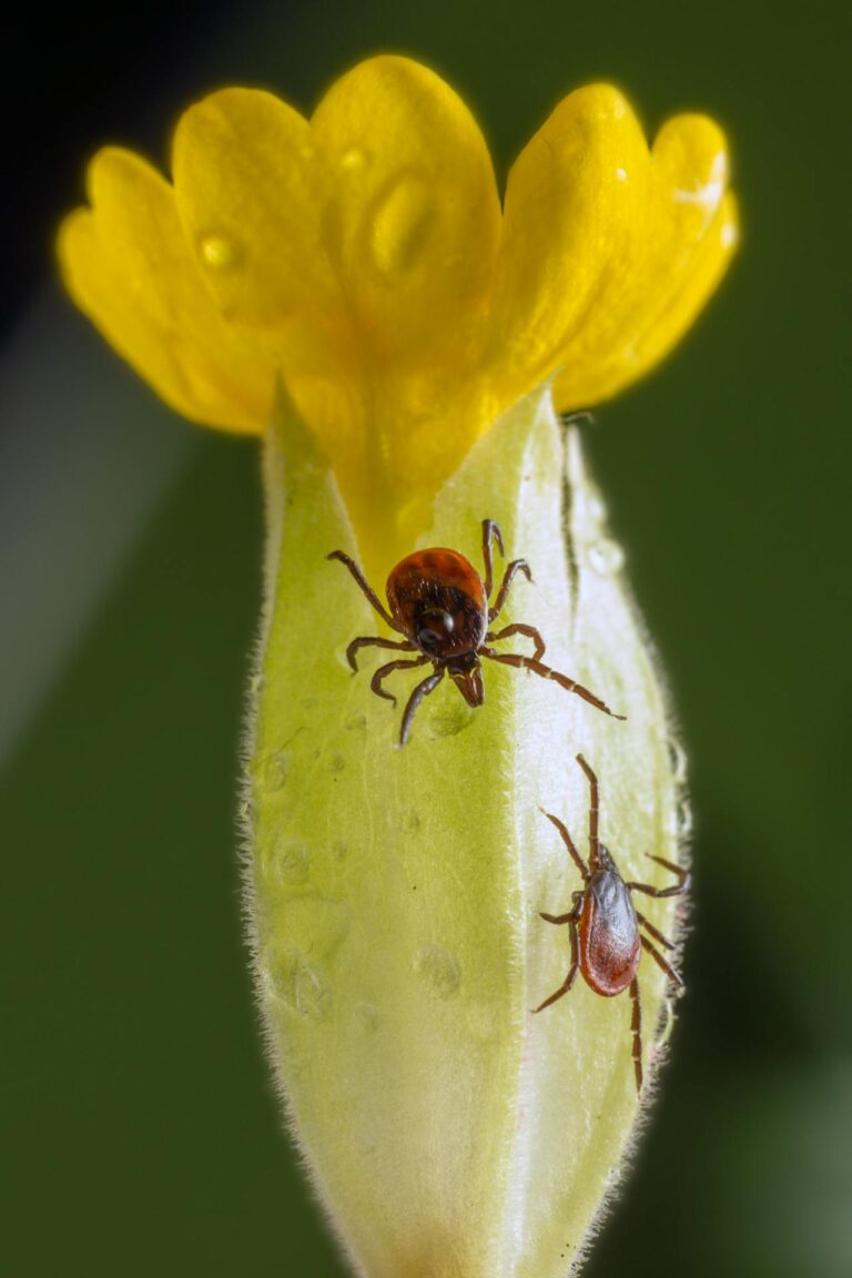 Ticks Are Gross but Manageable: A No-Nonsense Guide for Not Getting Bit (or Sick)